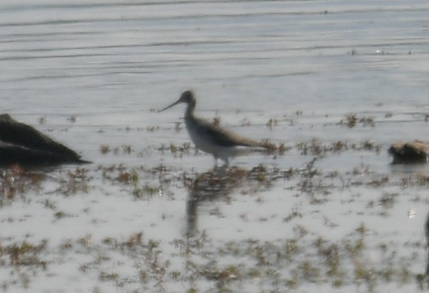 Greater Yellowlegs - ML610079097