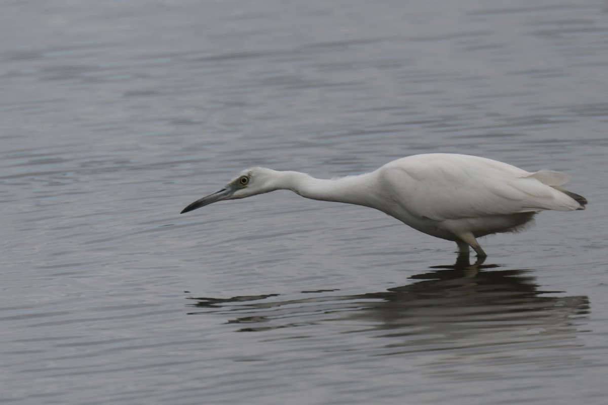 Little Blue Heron - ML610079114