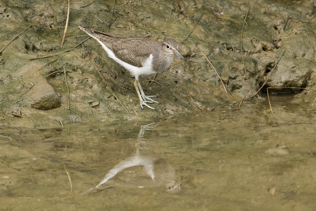 Common Sandpiper - ML610079247