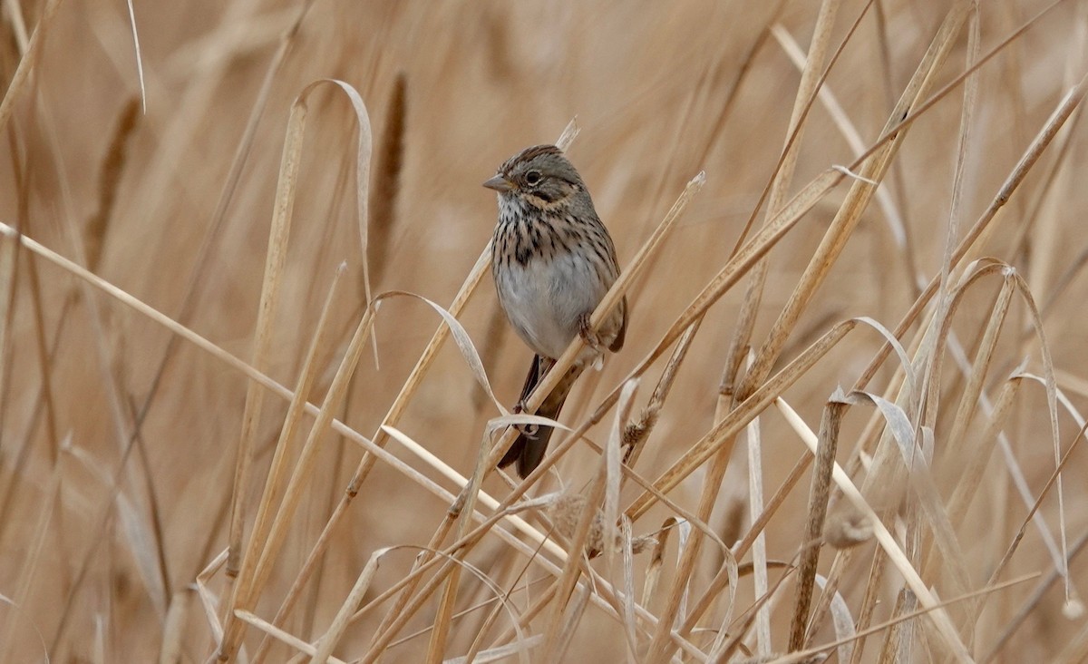 Lincoln's Sparrow - ML610079287