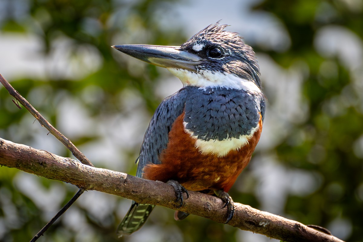 Ringed Kingfisher - ML610079340