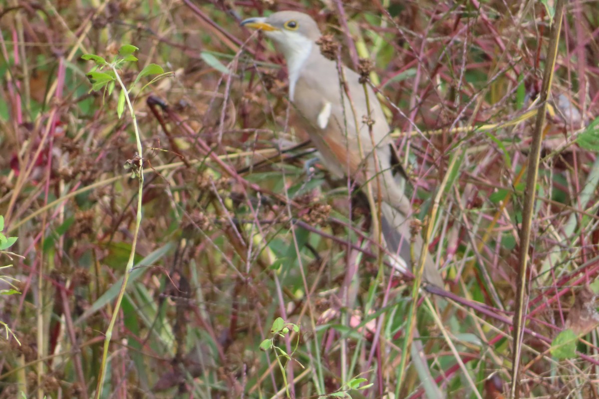 Yellow-billed Cuckoo - ML610079355