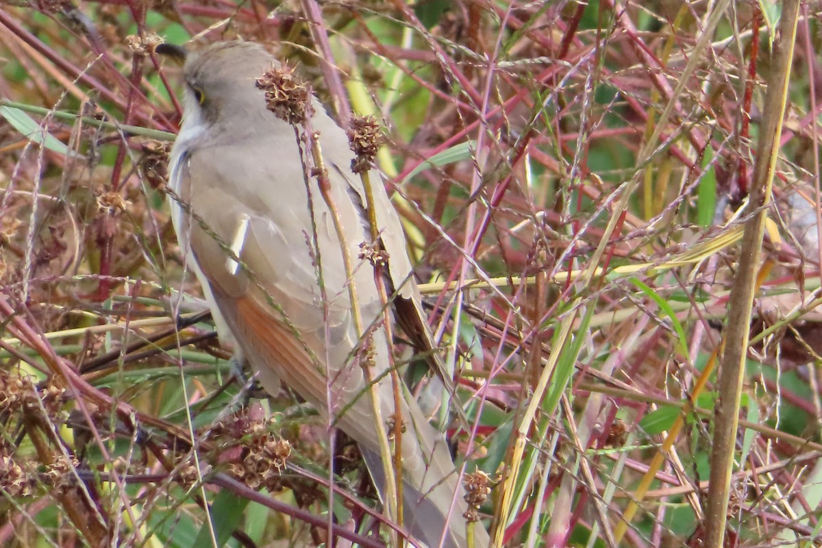 Yellow-billed Cuckoo - ML610079364