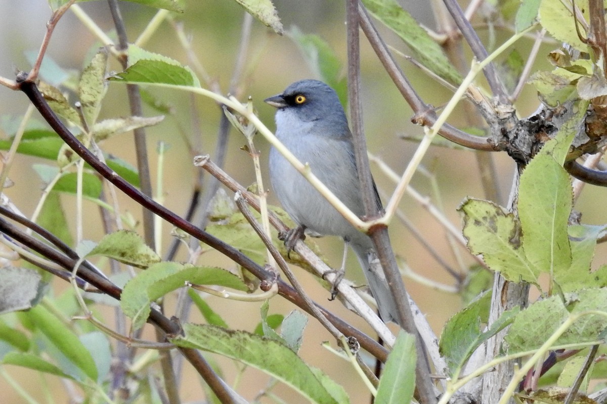 Yellow-eyed Junco - ML610079387