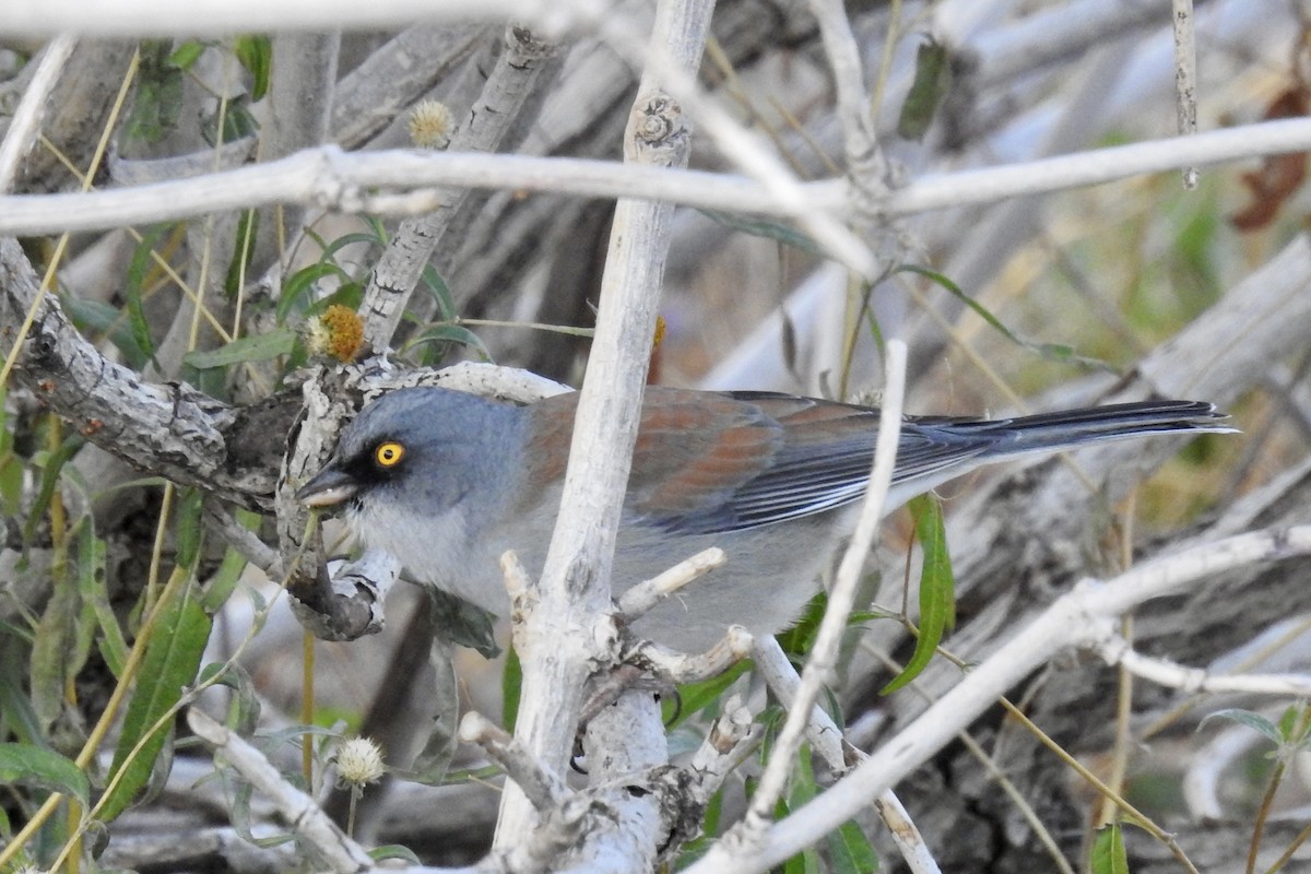 Junco aux yeux jaunes - ML610079388