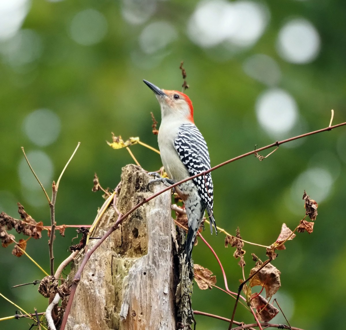 Red-bellied Woodpecker - ML610079400