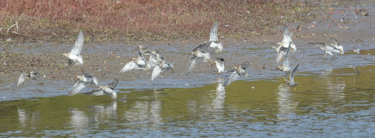 Pectoral Sandpiper - Margaret Poethig