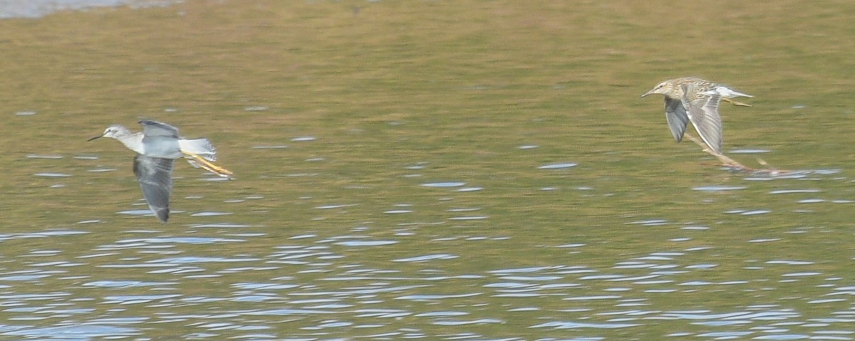 Lesser Yellowlegs - ML610079416