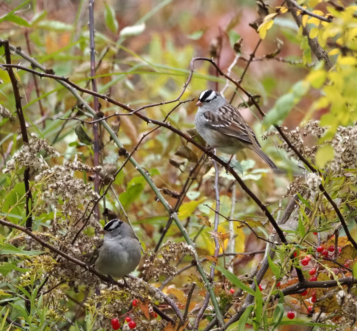 White-crowned Sparrow - ML610079460
