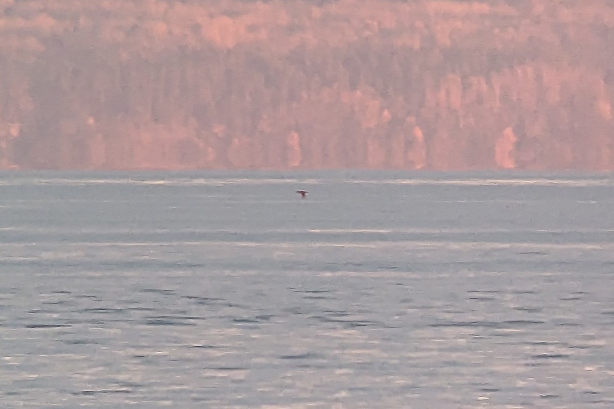 Brown Booby - ML610079512