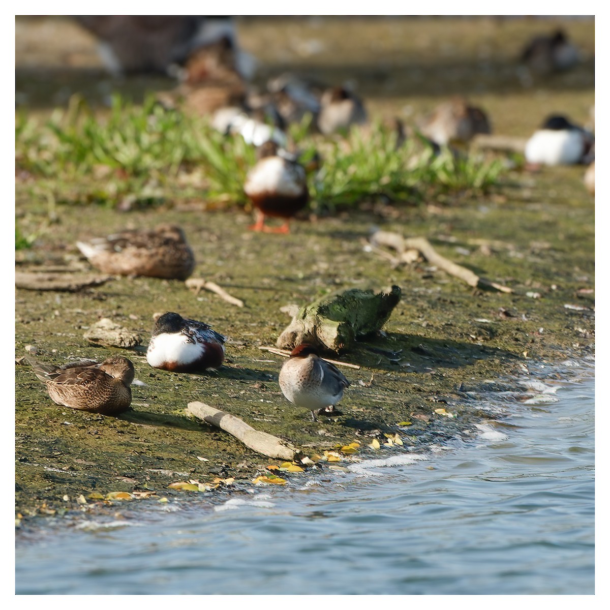 Green-winged Teal (American) - ML610079556