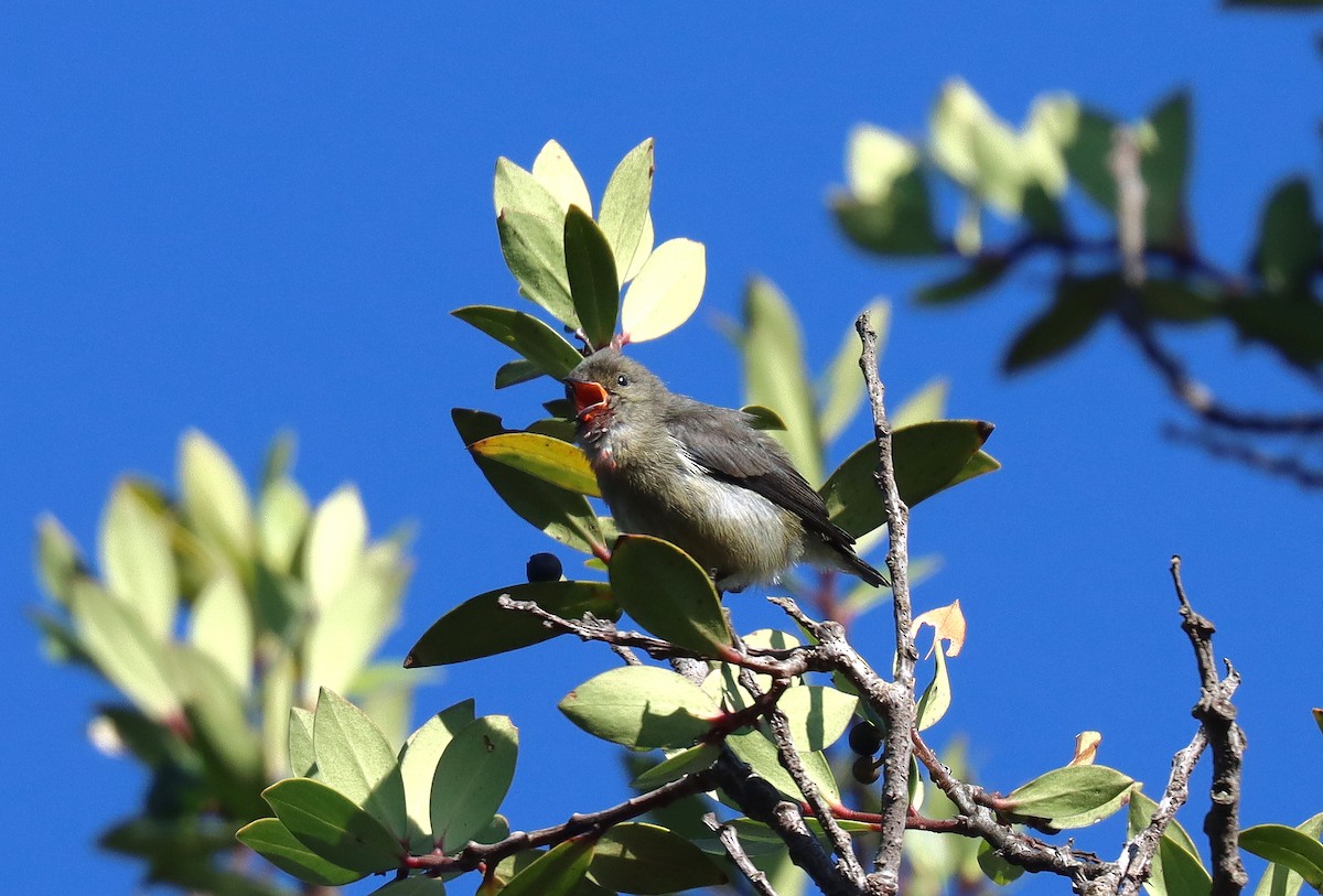 Blood-breasted Flowerpecker - ML610079651