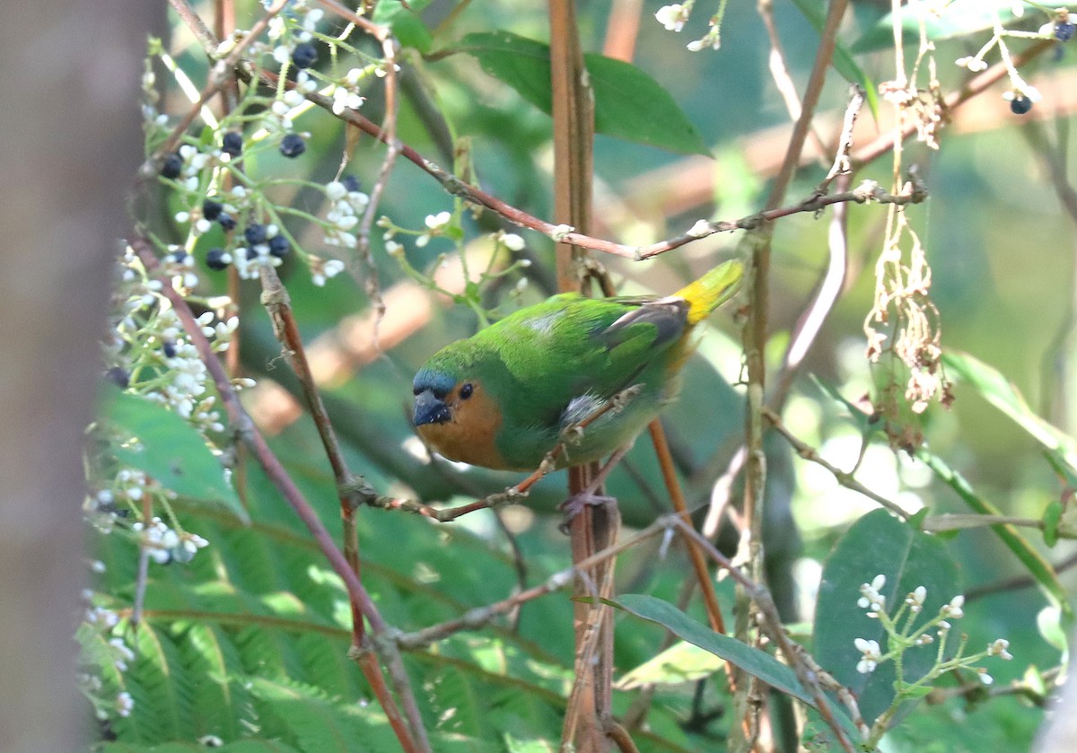 Tawny-breasted Parrotfinch - ML610079729