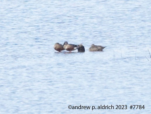 Northern Shoveler - ML610079817