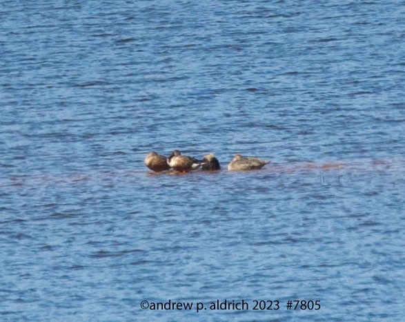Northern Shoveler - ML610079819