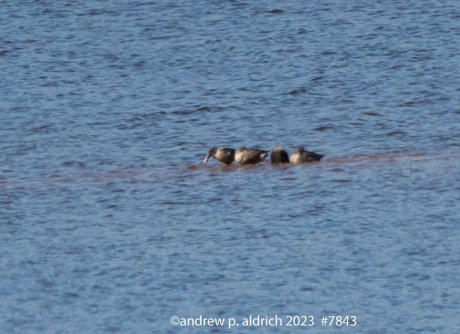 Northern Shoveler - ML610079820