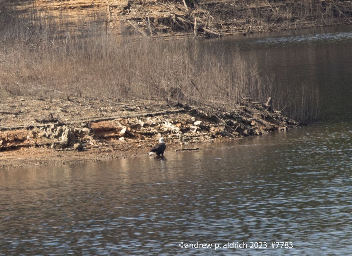 Bald Eagle - ML610079822