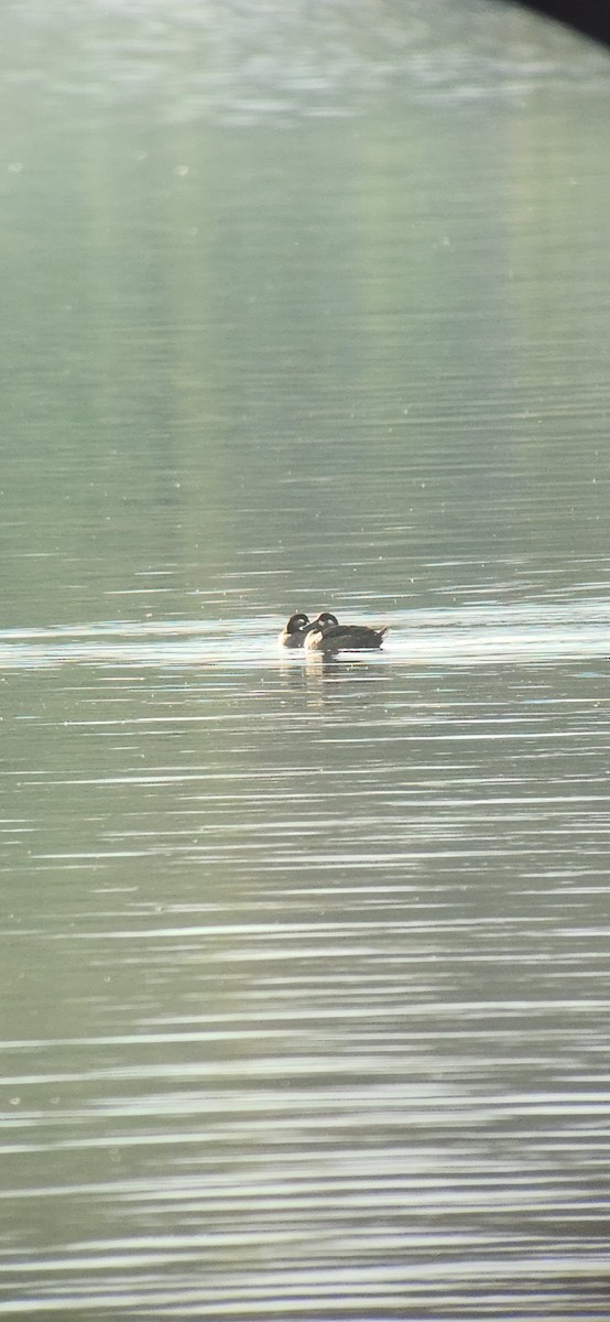 Surf Scoter - John Kippe