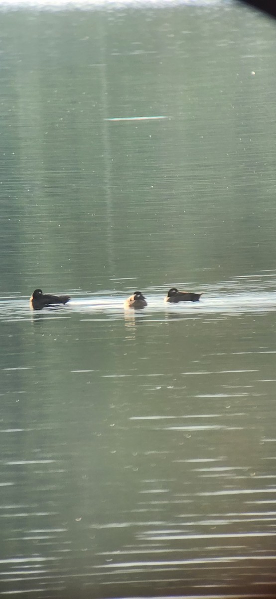 Surf Scoter - John Kippe