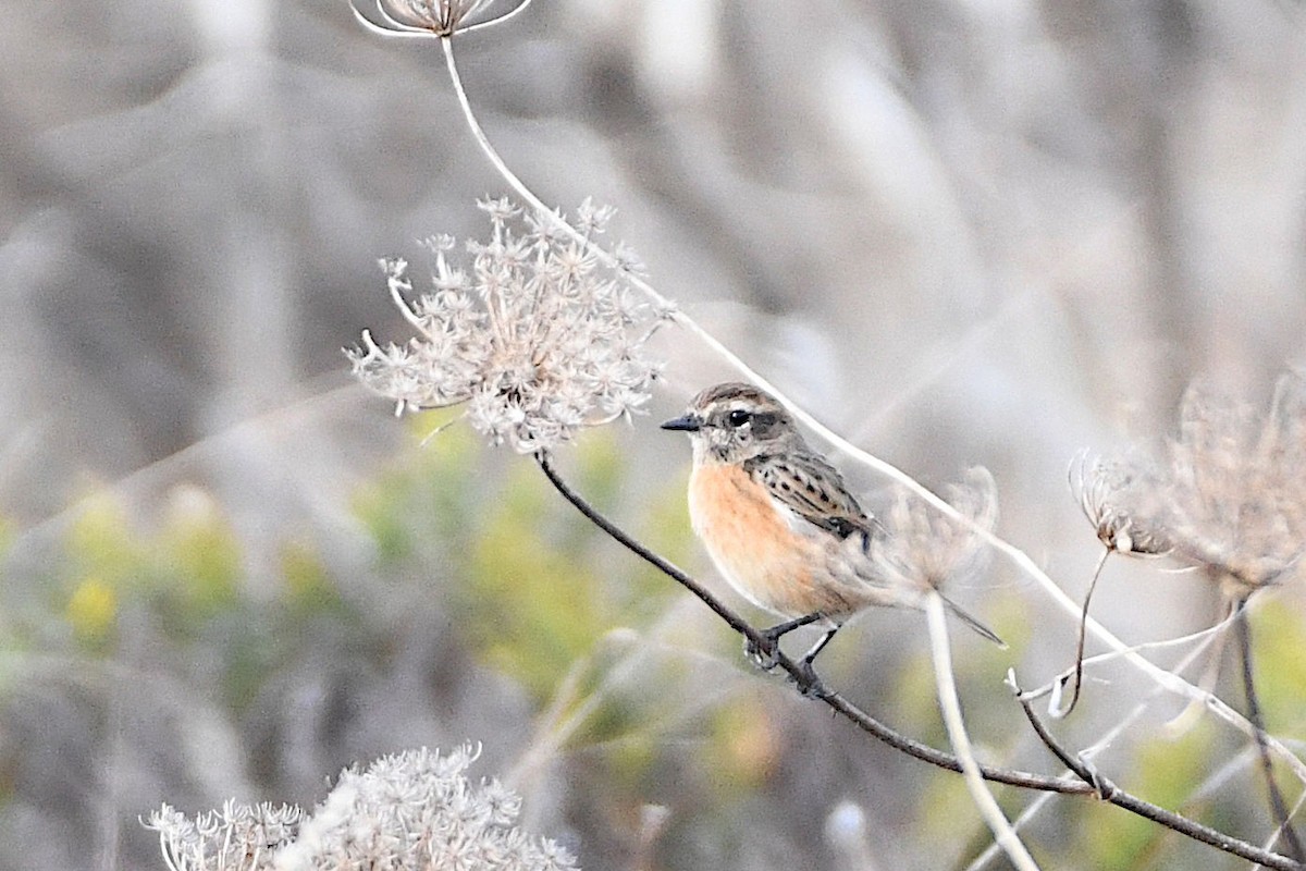 Whinchat - Gabriel Hasan