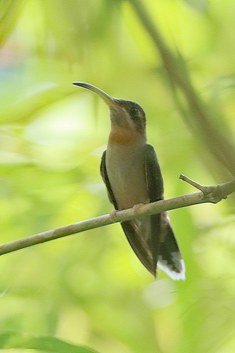 Полосатохвостый колибри-отшельник - ML610079917