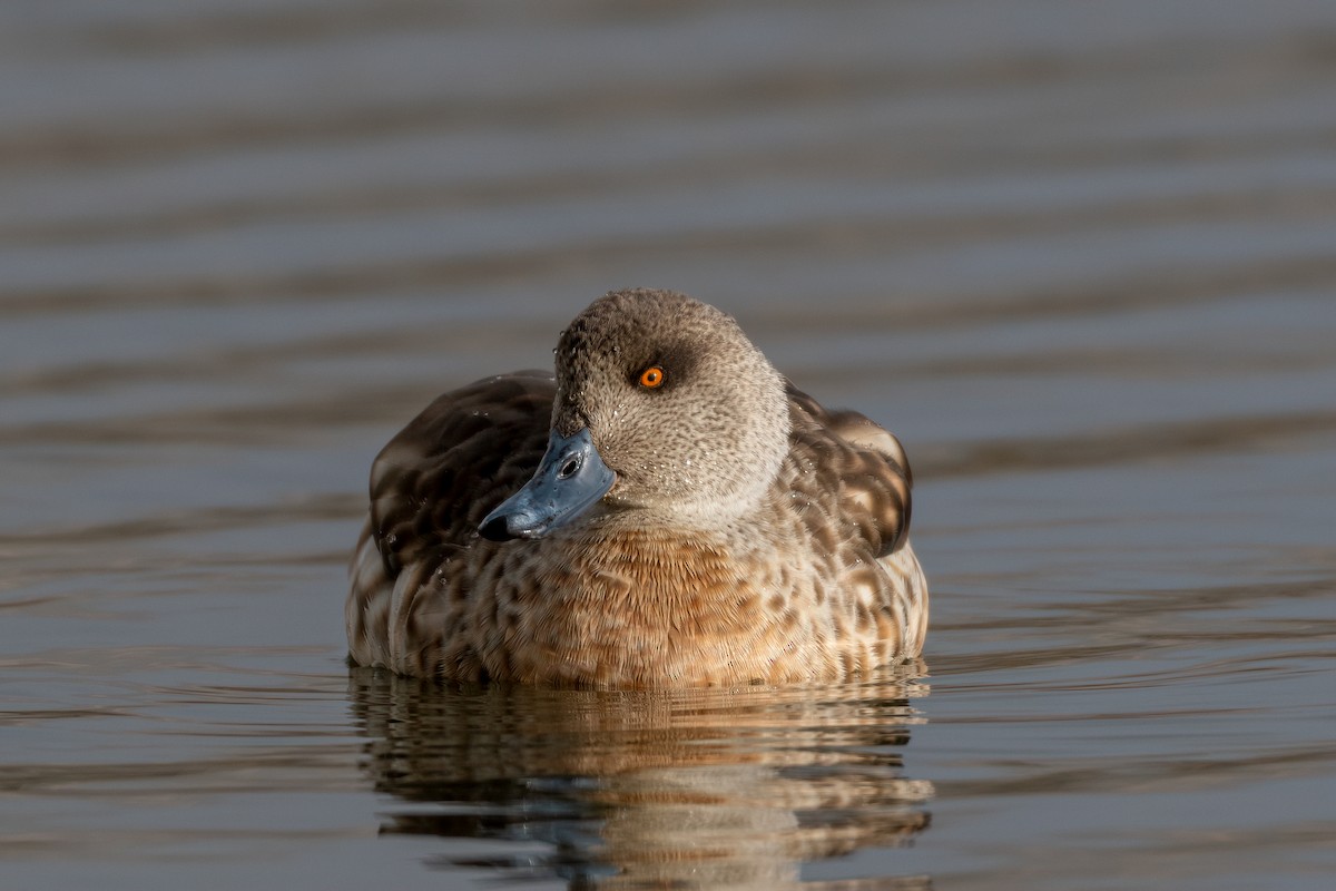 Canard huppé - ML610079919