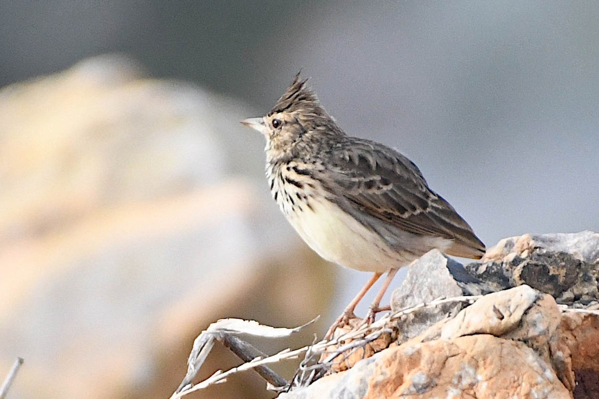 Cochevis de Thékla - ML610079968