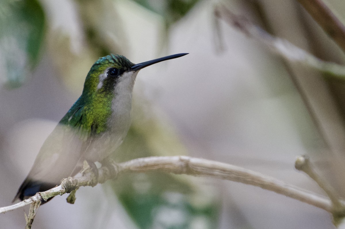 Blue-tailed Emerald - ML610079990