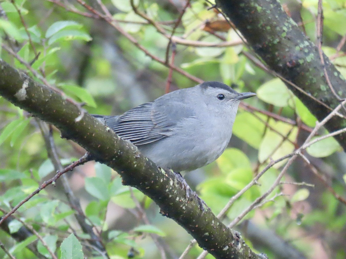 kattespottefugl - ML610080070