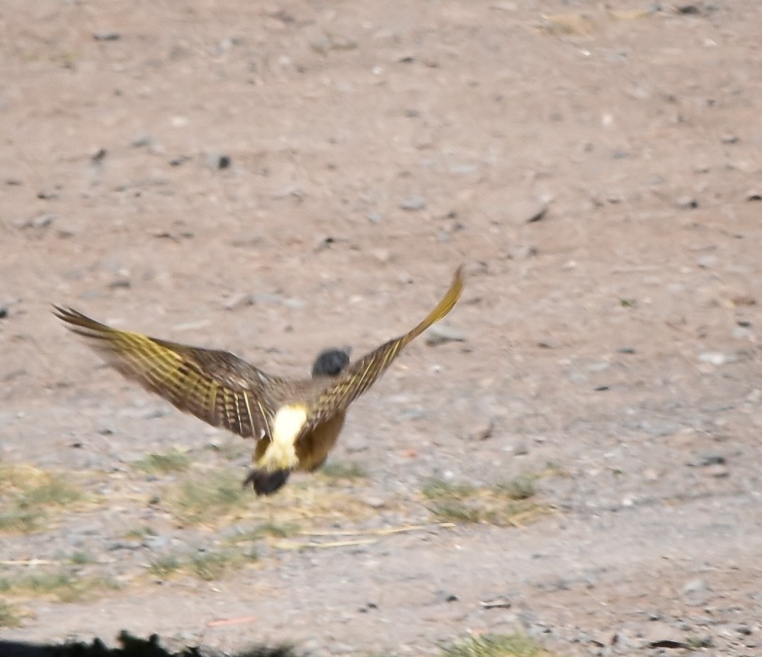 Andean Flicker - ML610080075