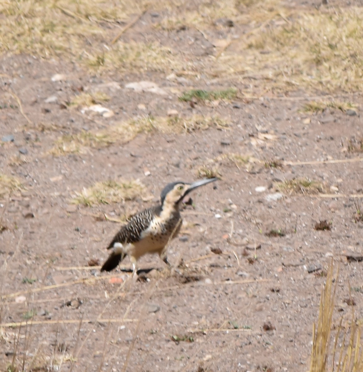 Andean Flicker - ML610080076