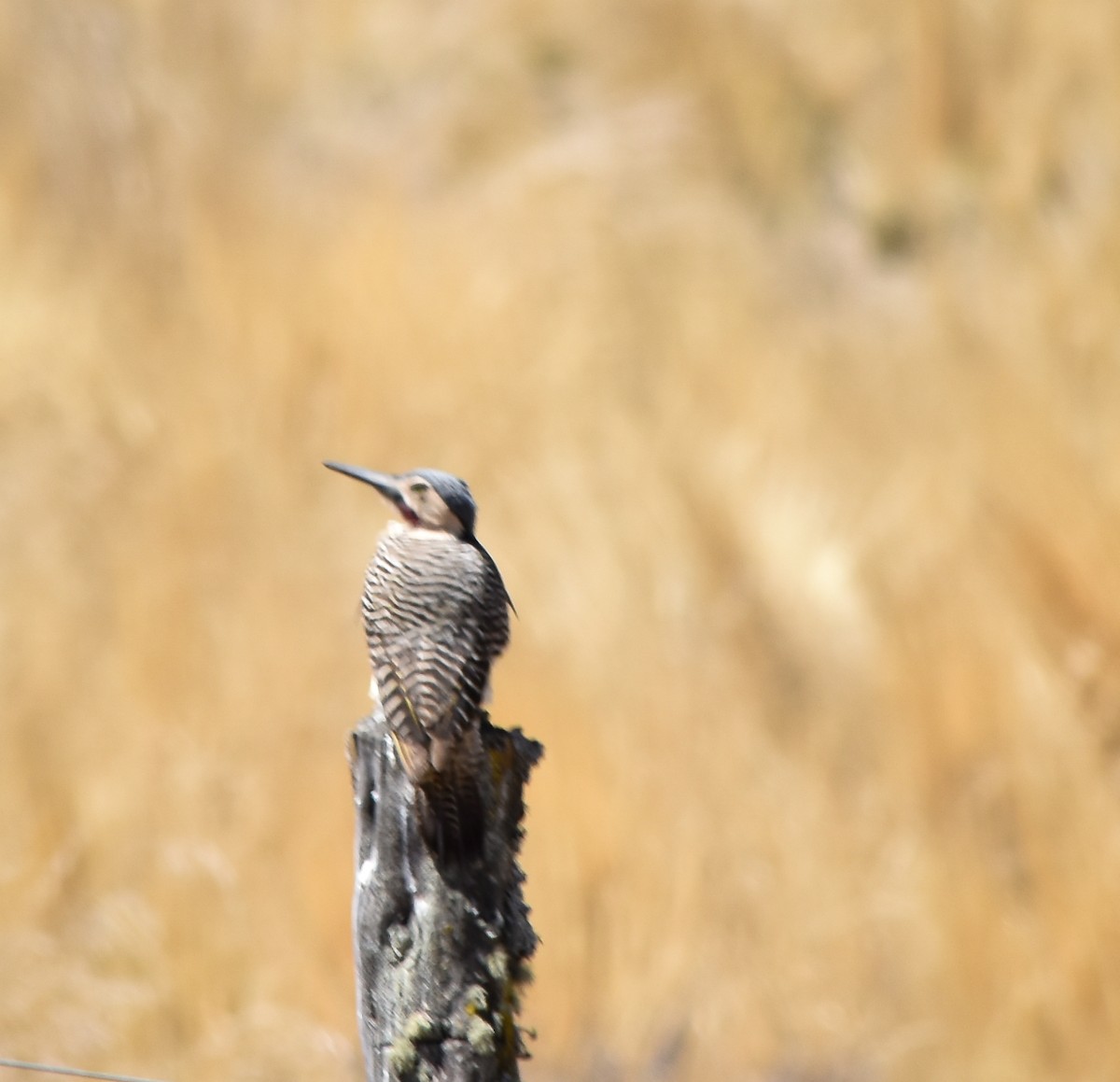 Andean Flicker - ML610080077