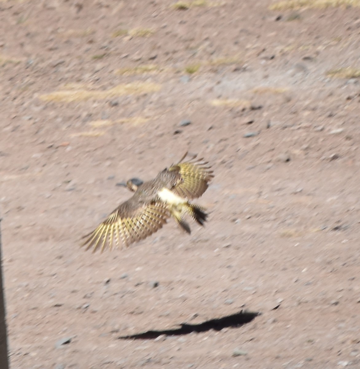 Andean Flicker - ML610080078