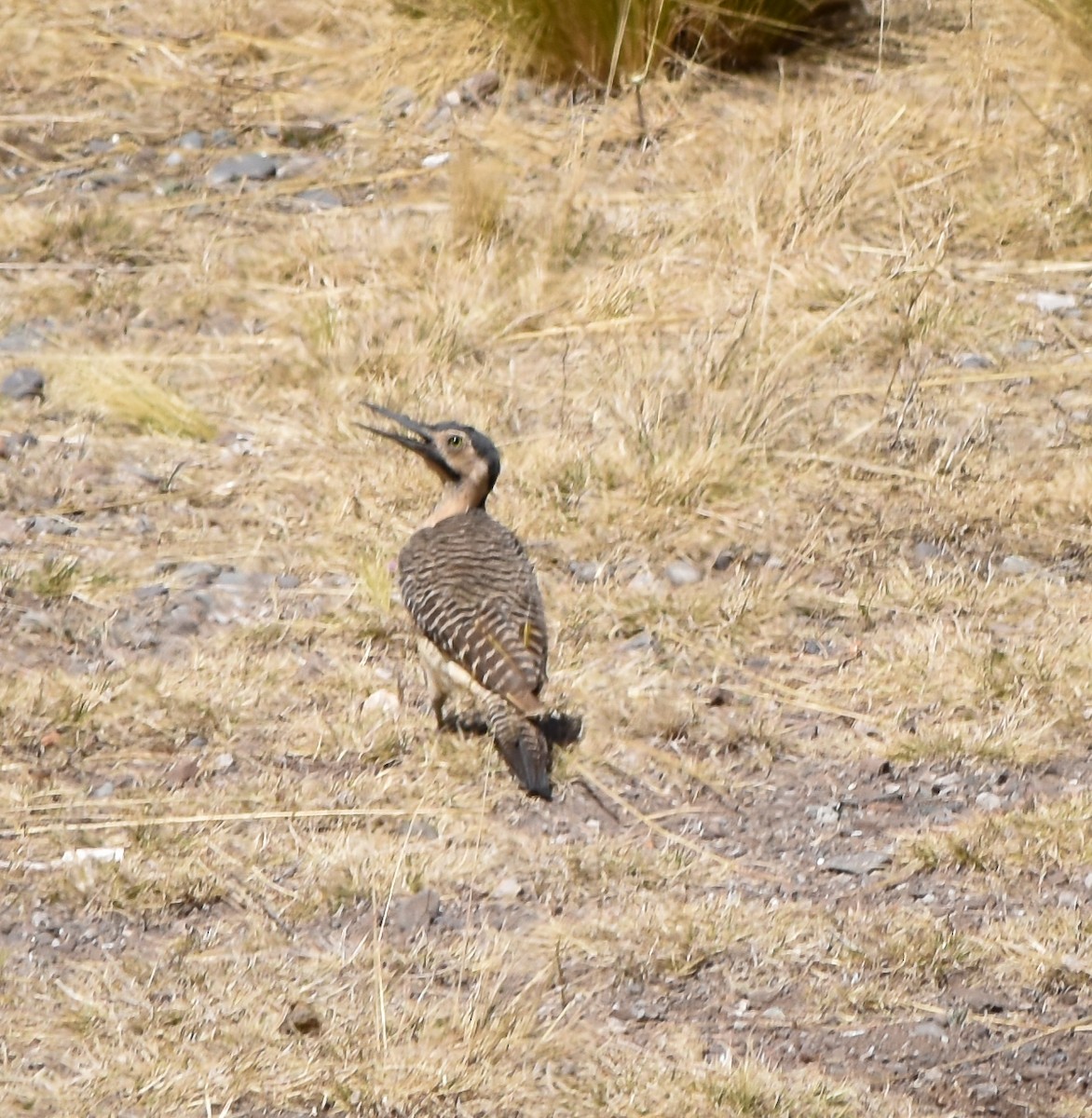 Andean Flicker - ML610080079