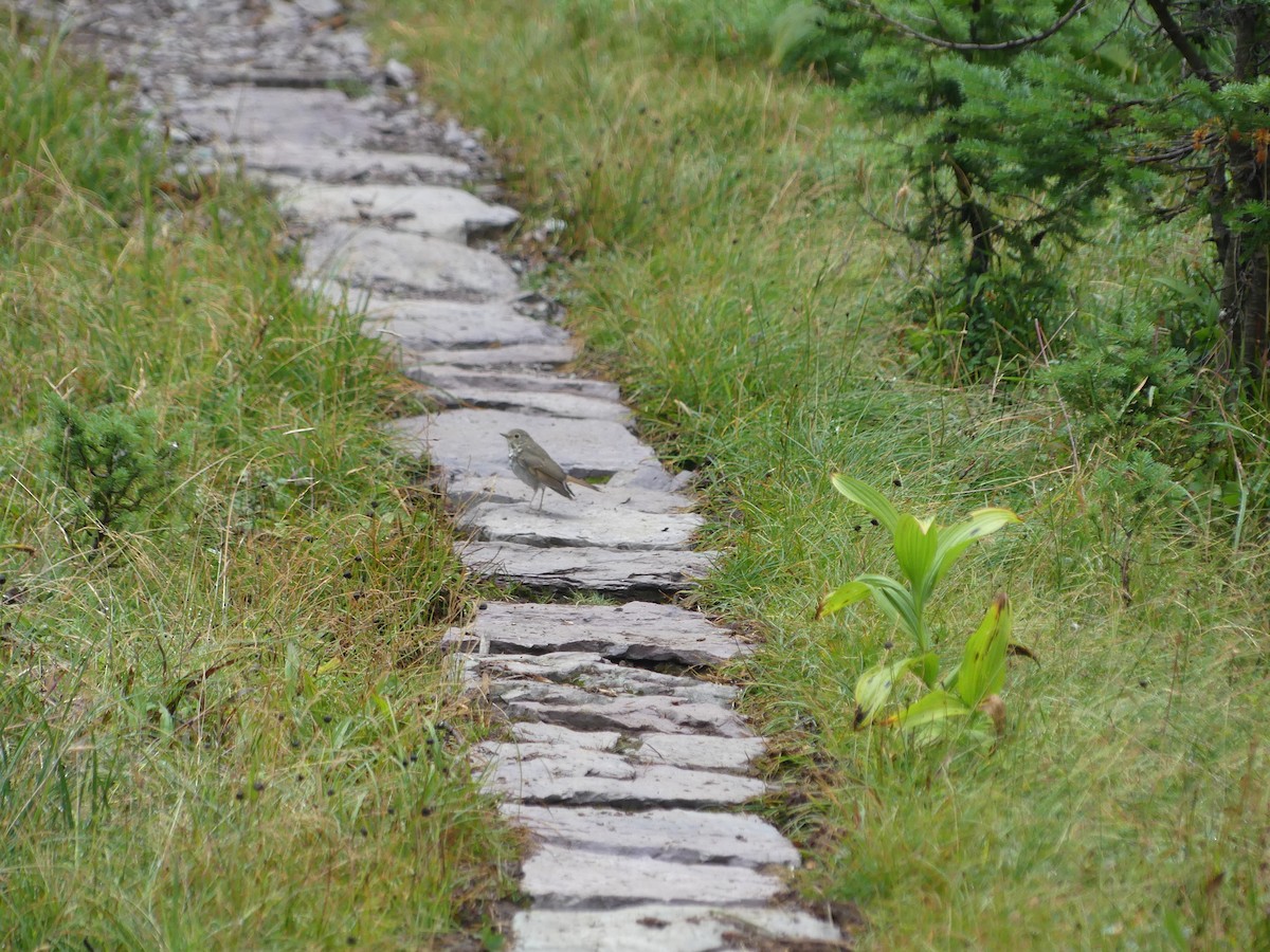 Hermit Thrush - ML610080120