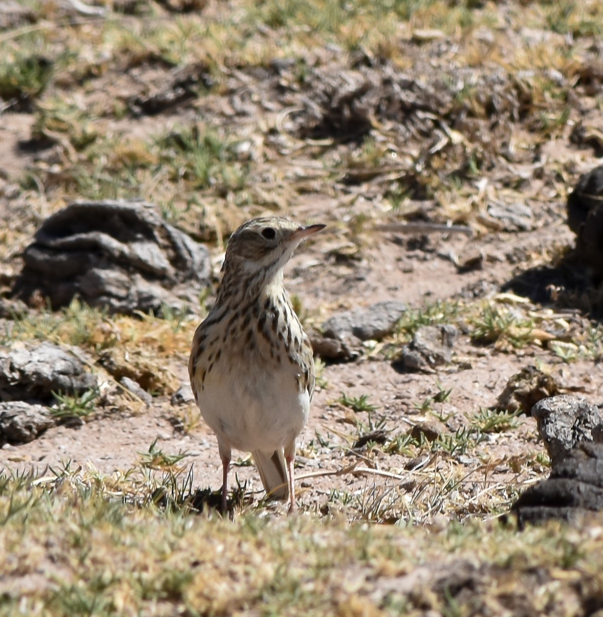 Щеврик короткодзьобий - ML610080205