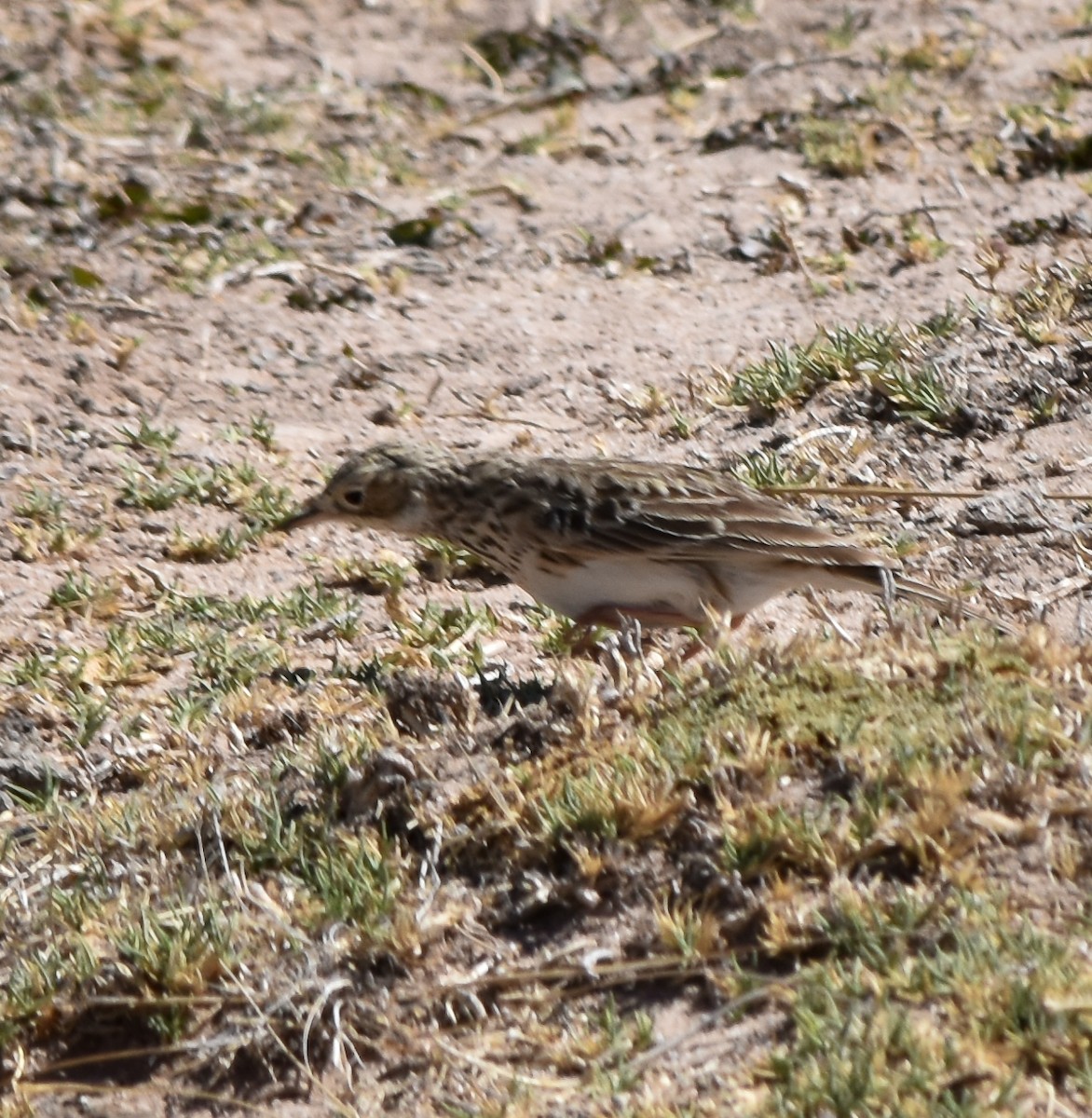 Щеврик короткодзьобий - ML610080206