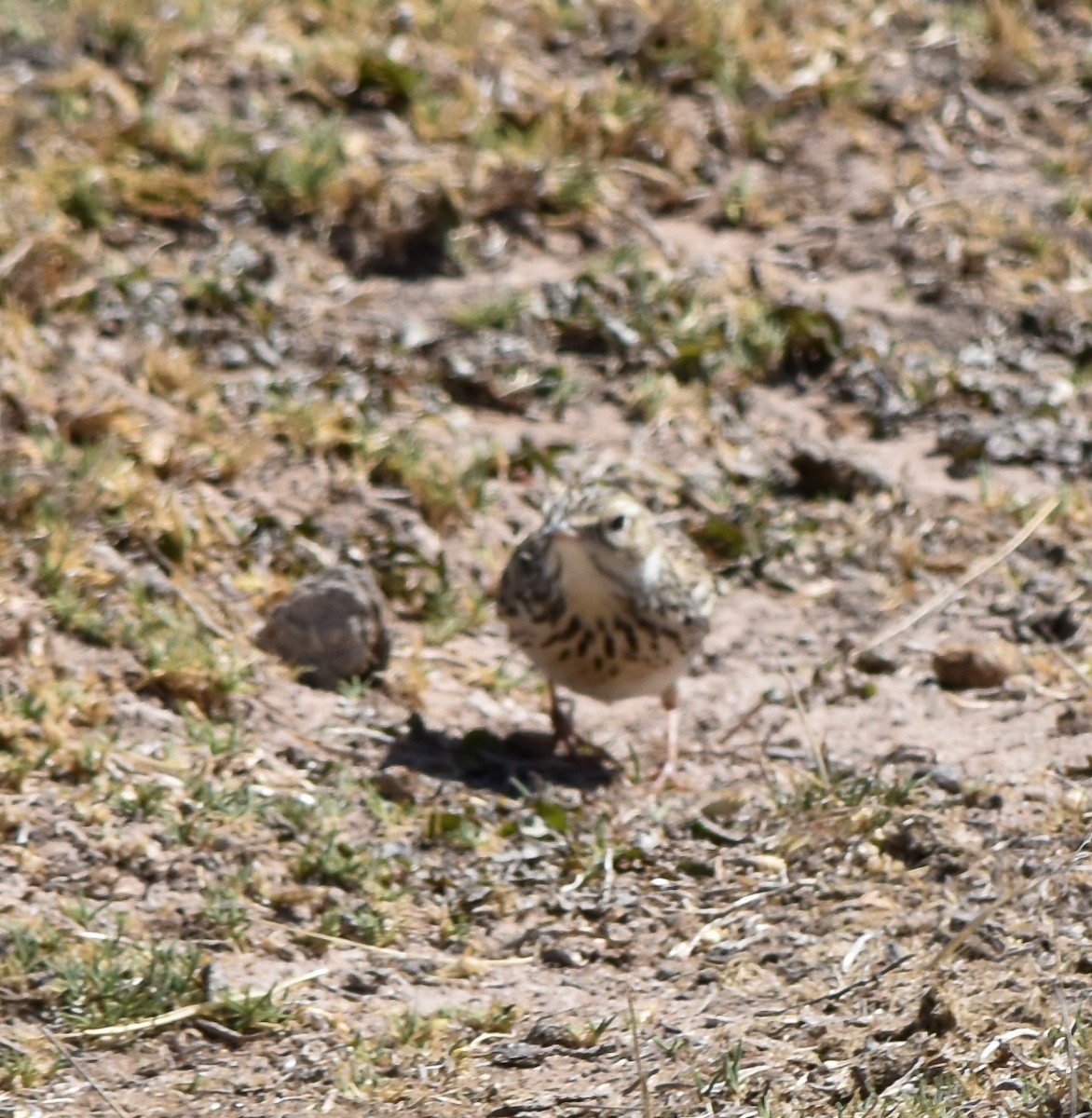 Щеврик короткодзьобий - ML610080207