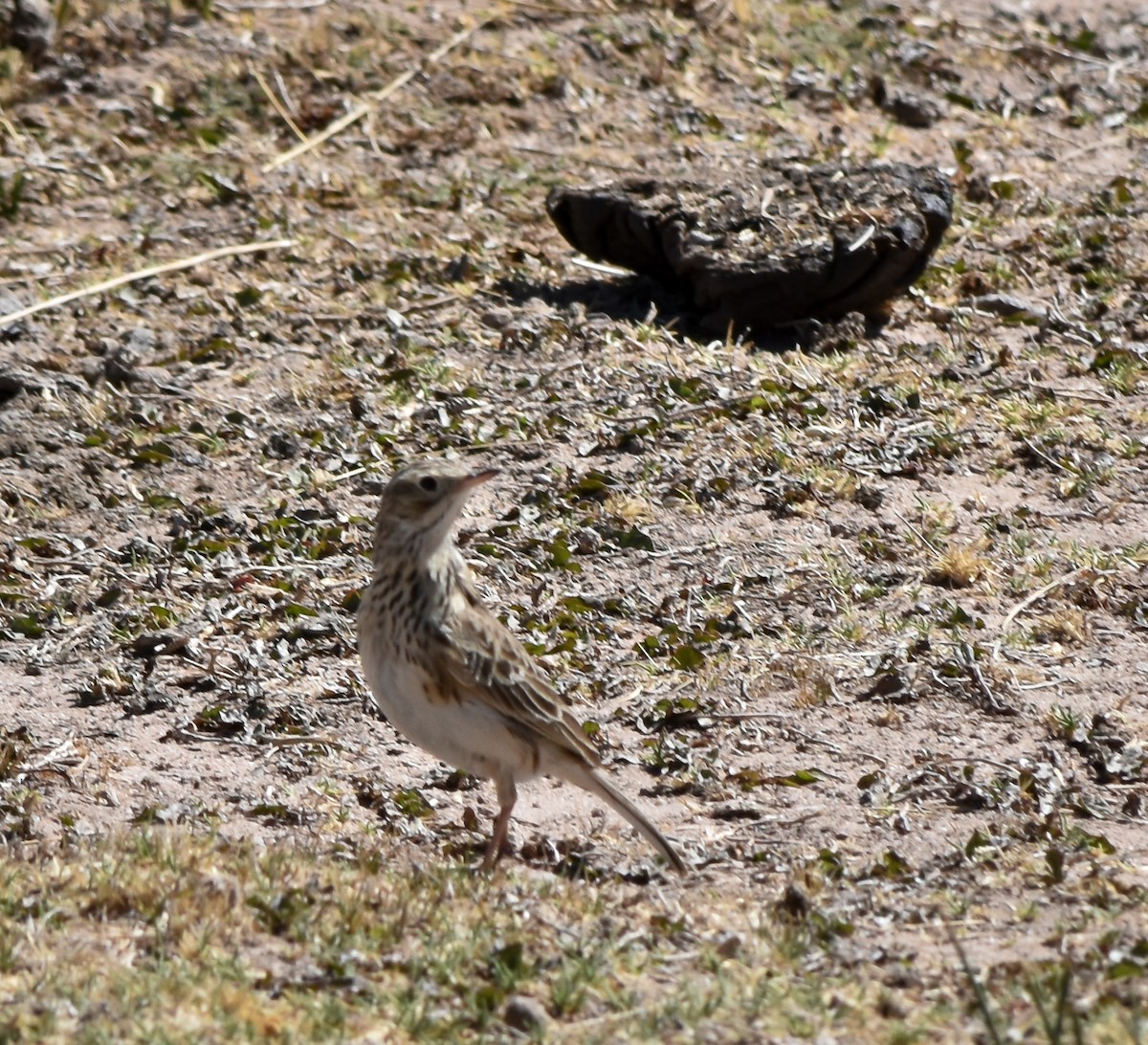 Щеврик короткодзьобий - ML610080208