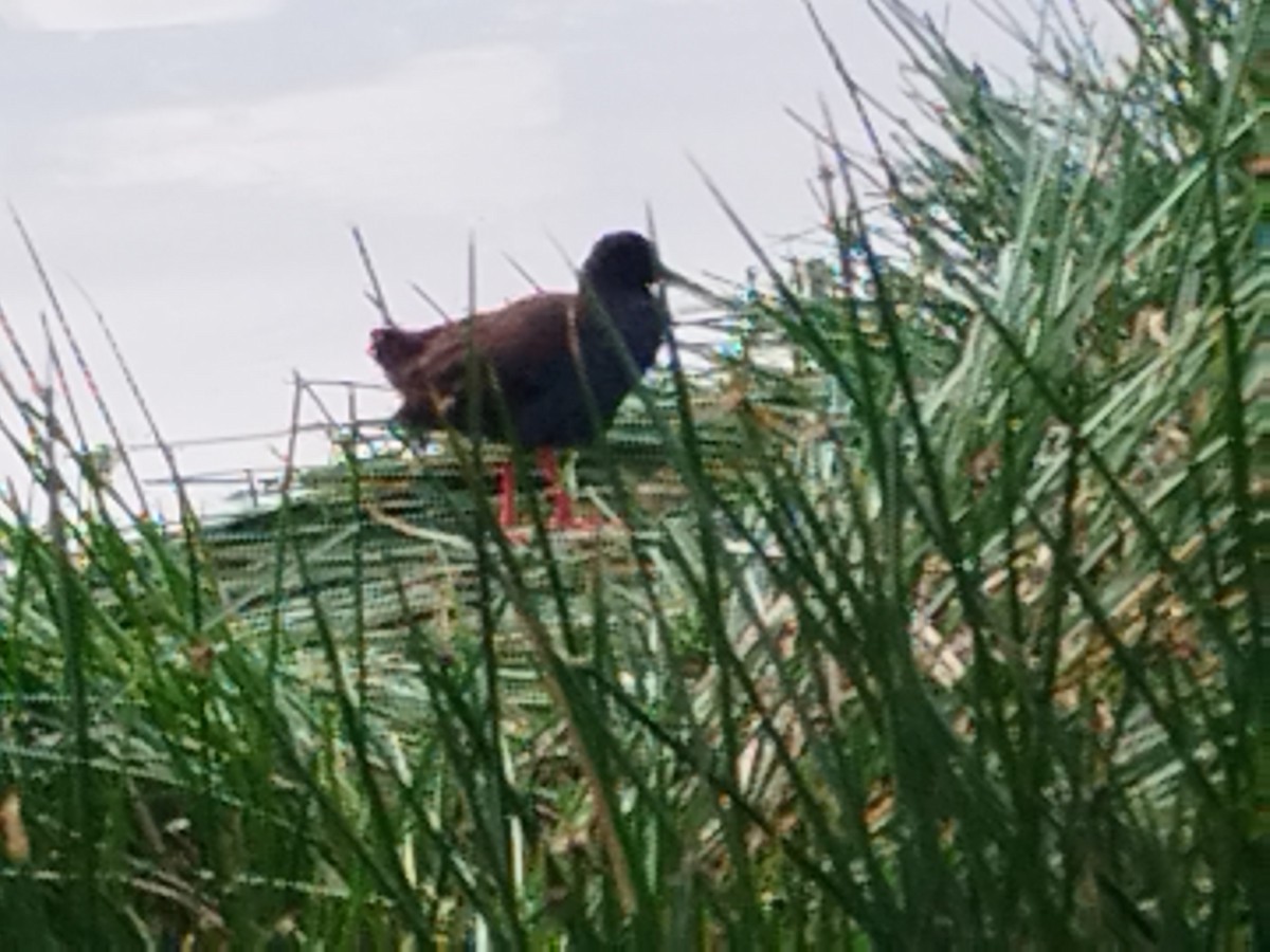 Plumbeous Rail - Raúl Ramírez Pozo