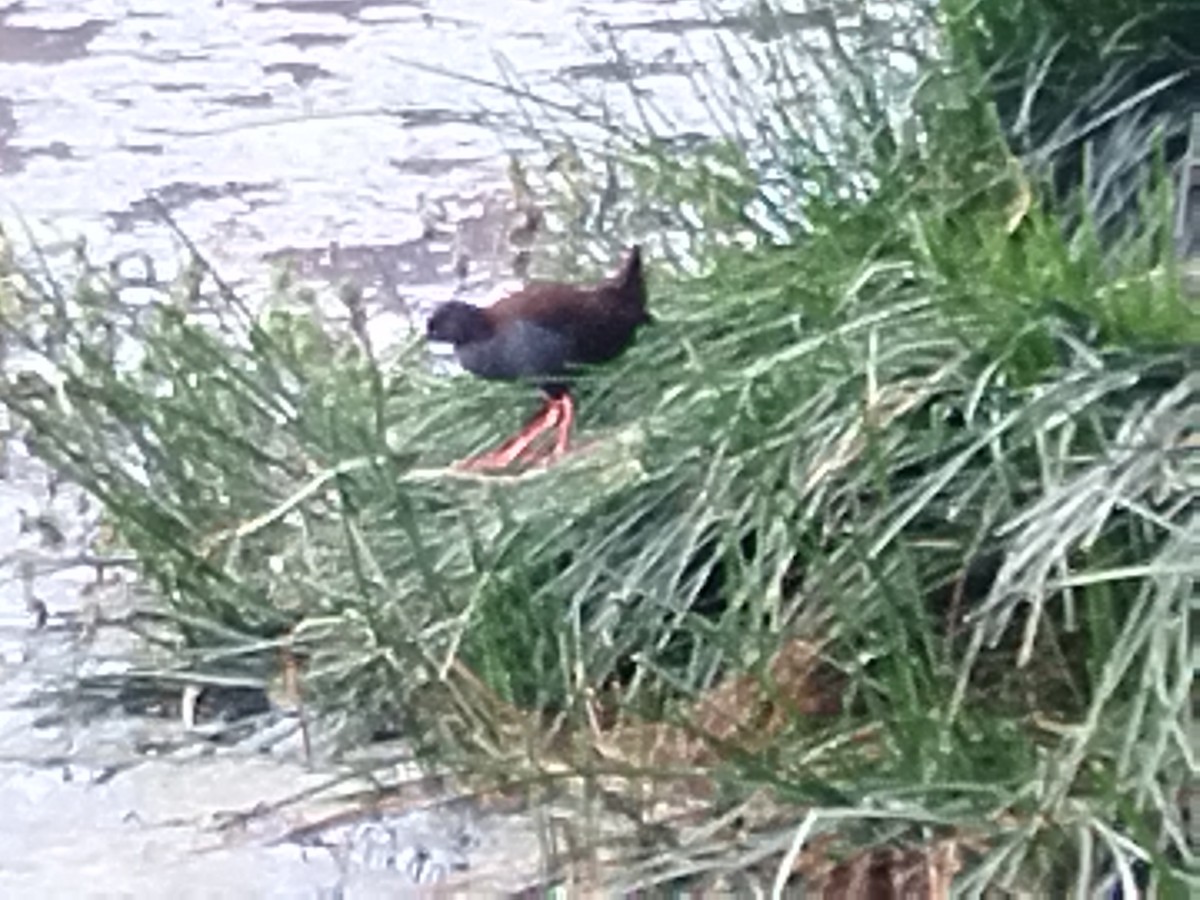 Plumbeous Rail - ML610080258