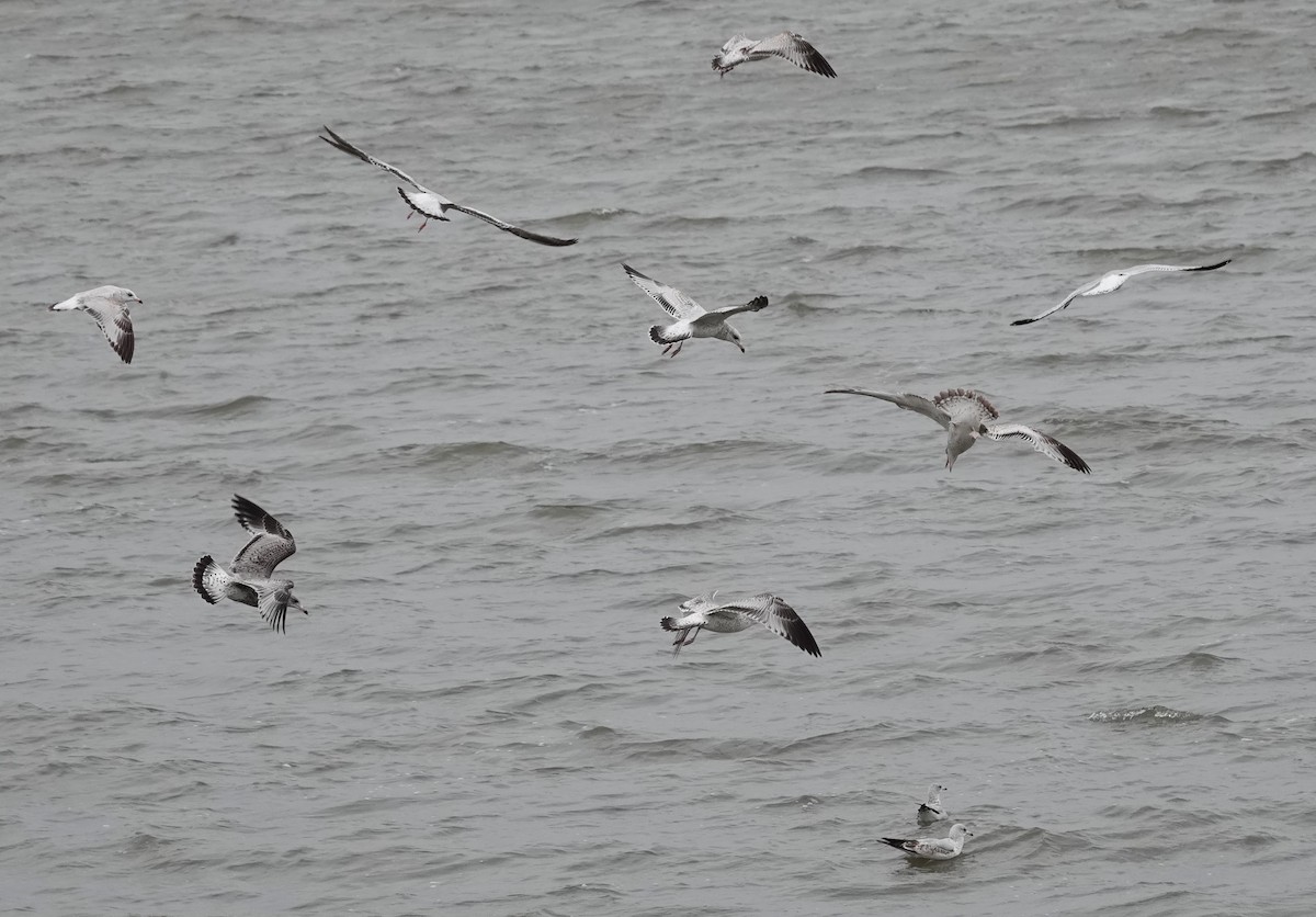 Ring-billed Gull - ML610080276