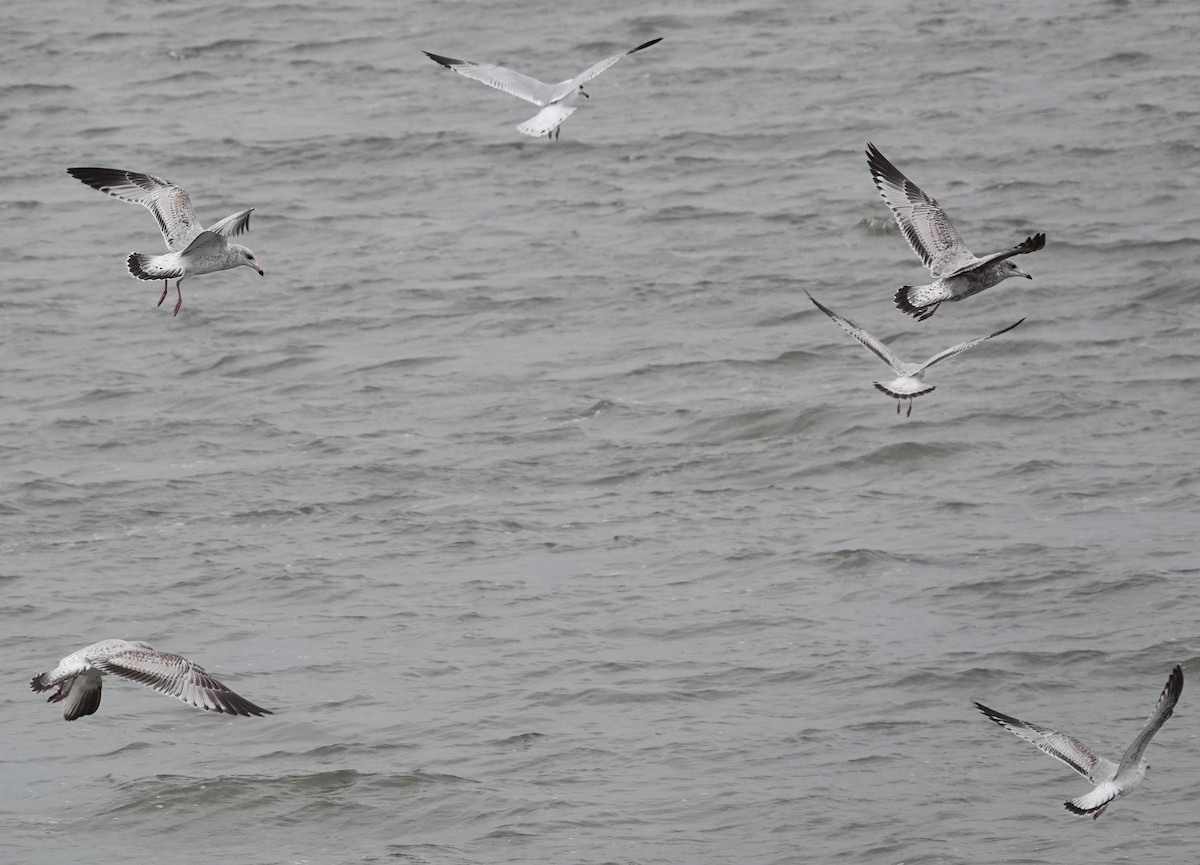 Ring-billed Gull - ML610080277