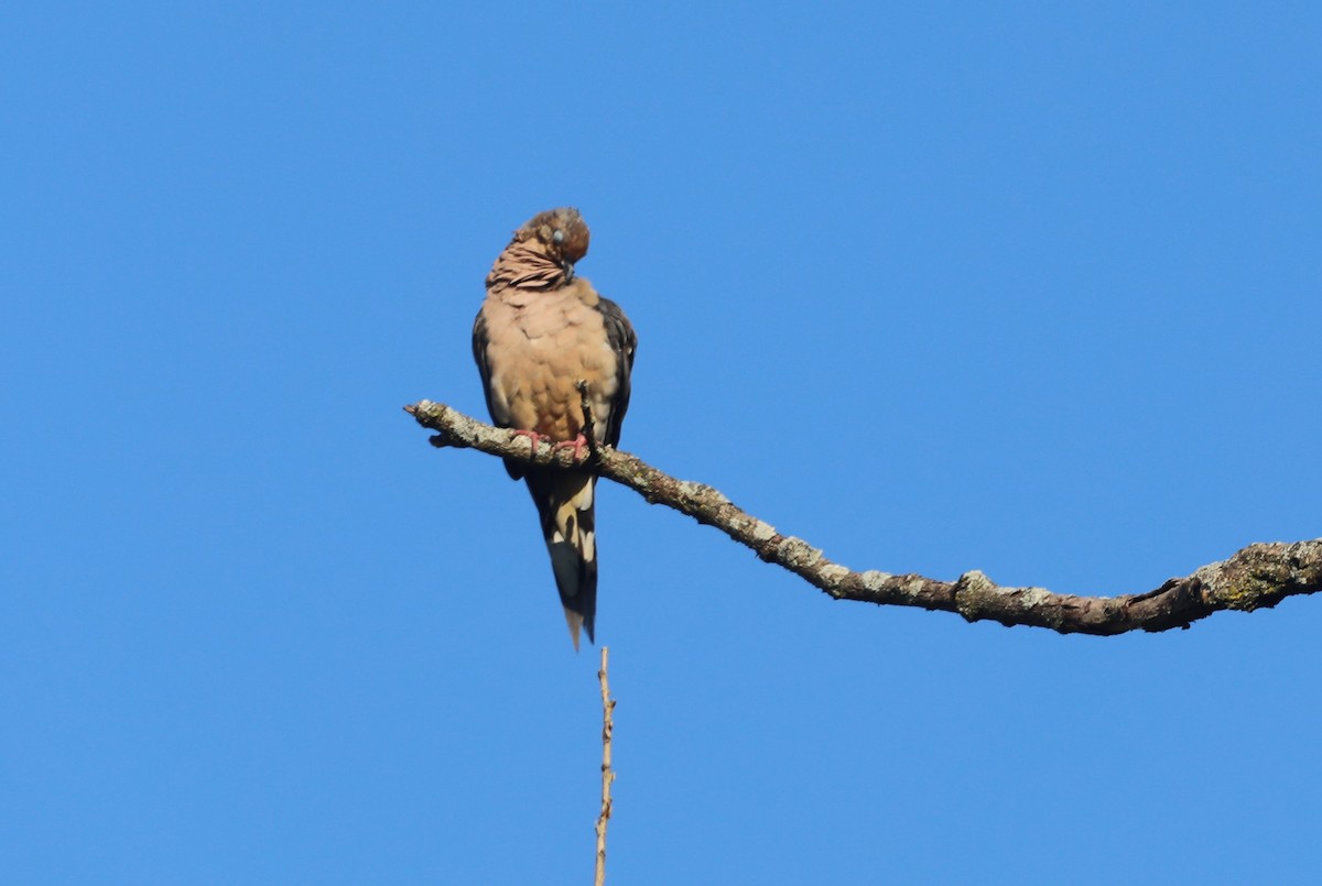 Mourning Dove - "Chia" Cory Chiappone ⚡️