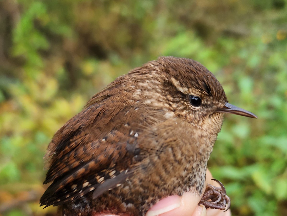 Winter Wren - ML610080365