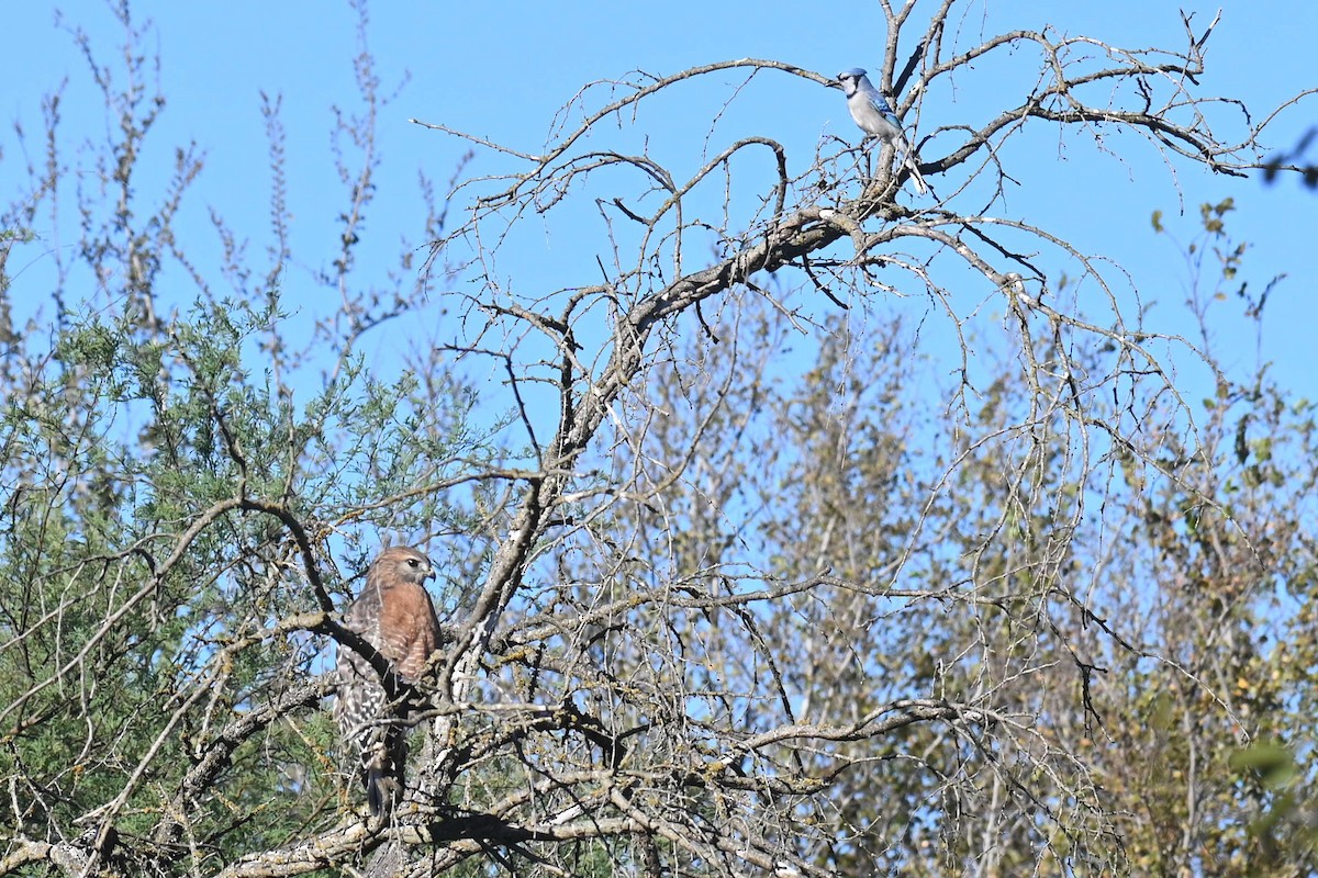 Blue Jay - ML610080410