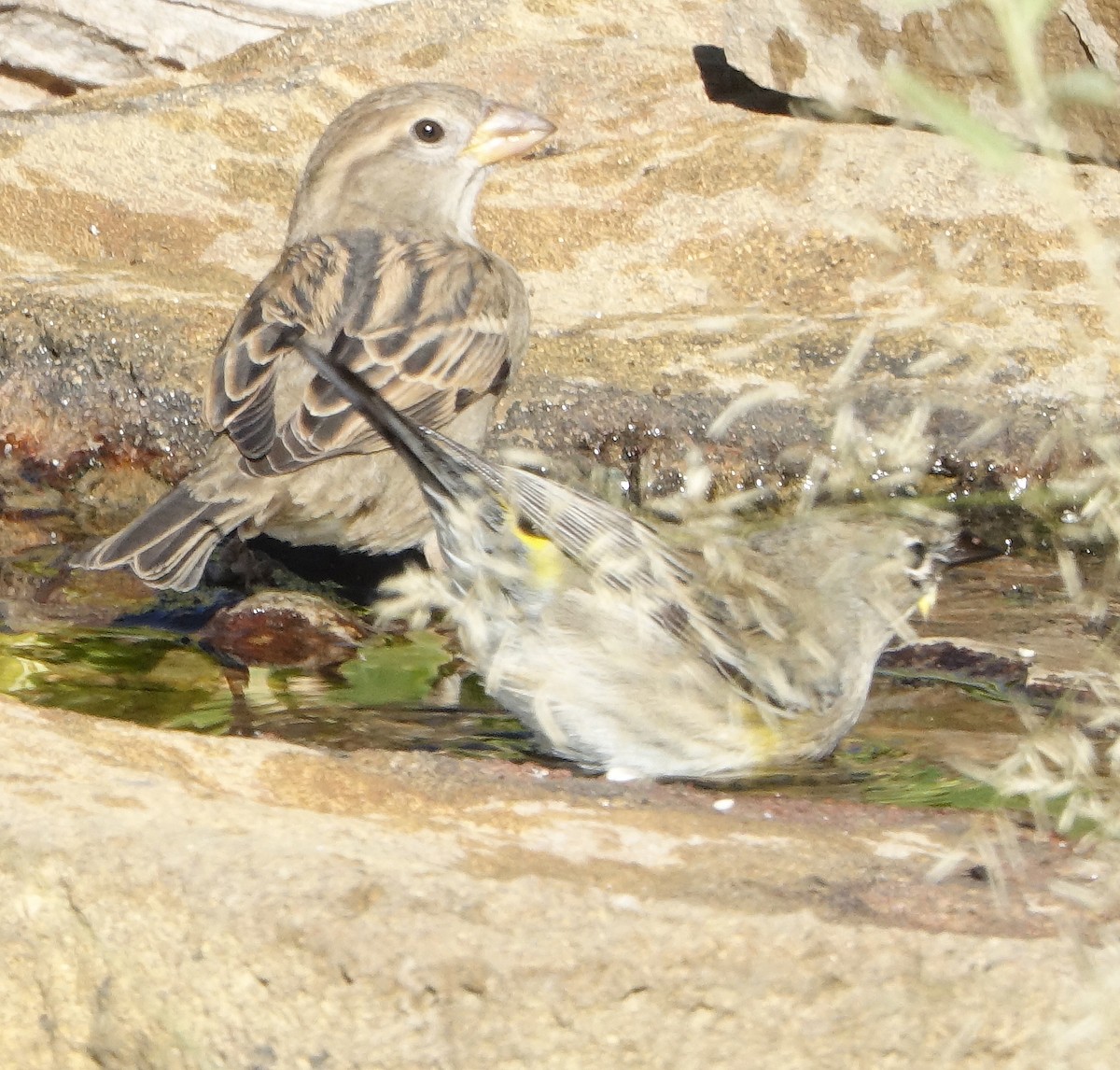 House Sparrow - ML610080417