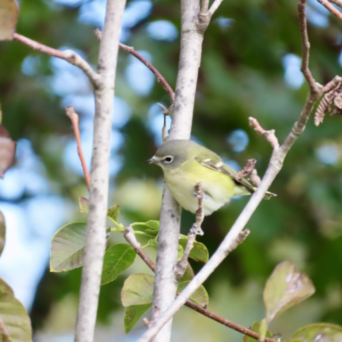 Blue-headed Vireo - ML610080457