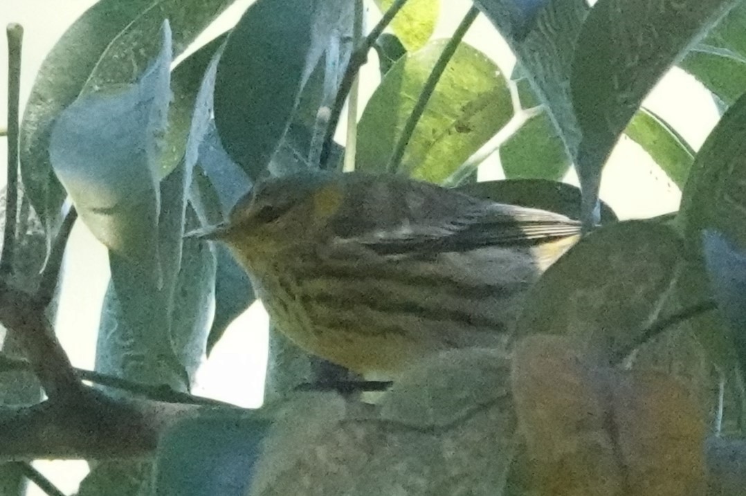 Cape May Warbler - ML610080508