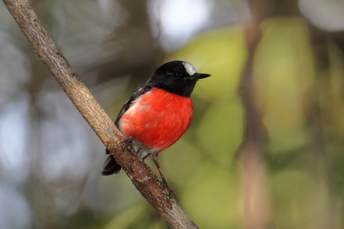 Norfolk Robin - ML610080589